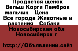 Продается щенок Вельш Корги Пемброк мальчик › Цена ­ 65 000 - Все города Животные и растения » Собаки   . Новосибирская обл.,Новосибирск г.